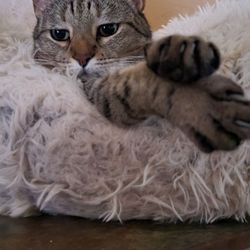 Tomoka Pines Veterinary Hospital - Adah