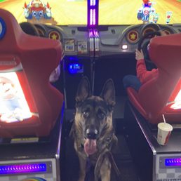Service Dog