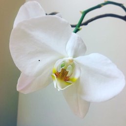 Gorgeous orchid! Gorgeous orchid!