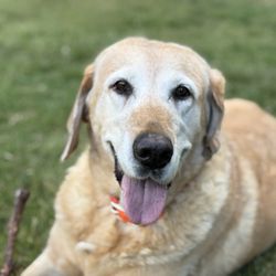 Gentle Genes Pet Care - Fun in the sun!