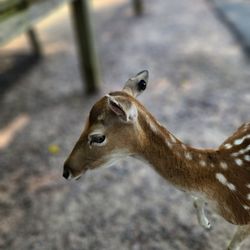 user provided Wisconsin Deer Park photo