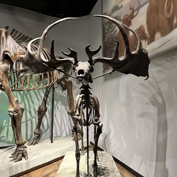 Field Museum - Museums Near Me - Chicago, Illinois