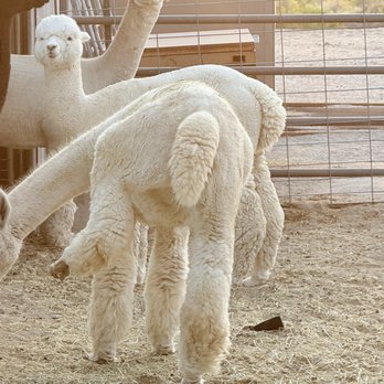Sawdust Alpacas - Attraction Farms Near Me - Fallon, Nevada Sawdust Alpacas - Attraction Farms Near Me - Fallon, Nevada