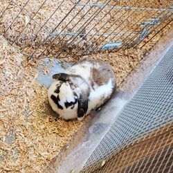 user provided Randall Museum photo