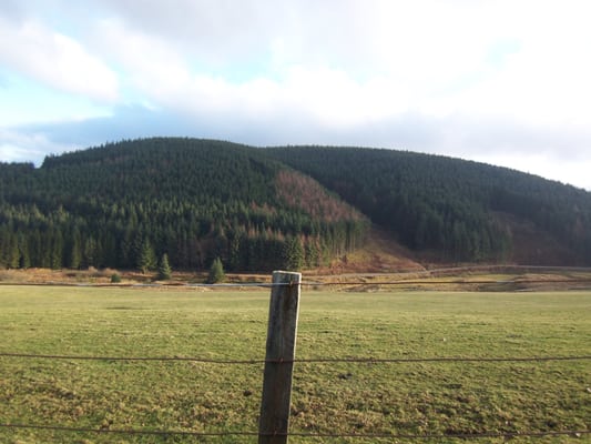 Kielder Forest by null