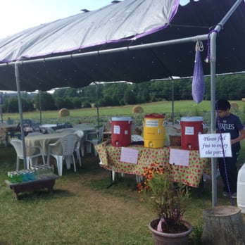 Seven Oaks Lavender Farm - tent set up with delicious mint tea and options for buying mason jars to go! - Flowers & Gifts Near Me - Catlett, Virginia Seven Oaks Lavender Farm - tent set up with delicious mint tea and options for buying mason jars to go! - Flowers & Gifts Near Me - Catlett, Virginia