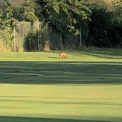 Kankakee Country Club - Some wildlife on 16 (par 5 along interstate). A red fox popped out to investigate my ball.