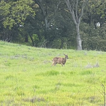PG&E Trail - Deer sighting - Hiking Near Me - Cupertino, California