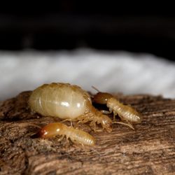McDermott Pest Services - Termite Control