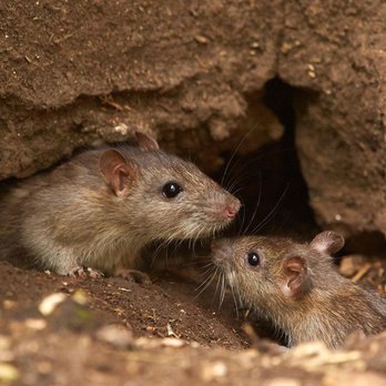 All Natural Pest Control Solutions - Don't let mice invade your home.  Let us help remedy the problem - Pest Control Near Me - Secaucus, New Jersey