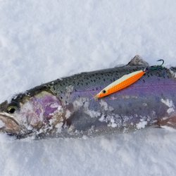 Fish-Field
