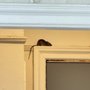 Ppius Pest Control