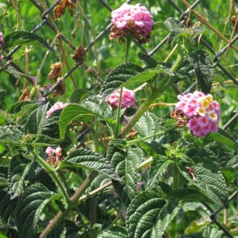 LA River Bike Path - Lantana - Parks Near Me
