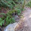 Wilderness Creek Trail- Cougar Mtn. gift card