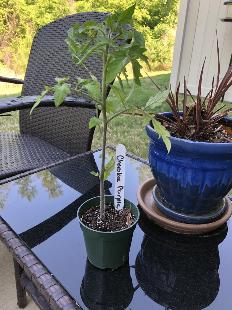 FORT MILL FARMERS MARKET Updated September 2024 106 N White St