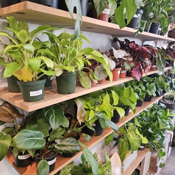 Plant Shoppe - Nurseries & Gardening Near Me - San Antonio, Texas Plant Shoppe - Nurseries & Gardening Near Me - San Antonio, Texas