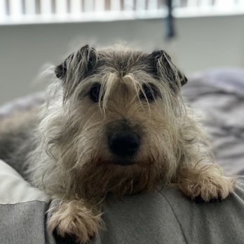 Pompano Pet Lodge - Baxter - Pet Training Near Me - Pompano Beach, Florida