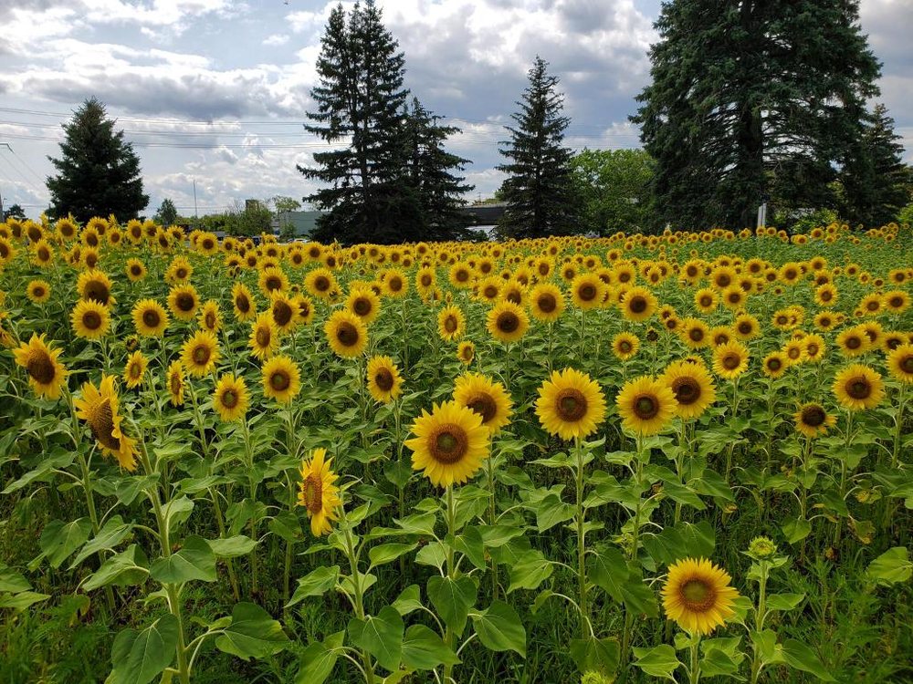 Sunflower Garden Image