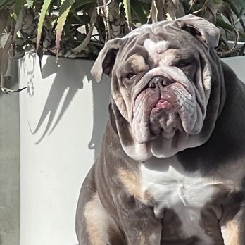 Carol's K9's - Dog Walkers Near Me