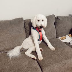 Pet Haven