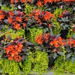 Fred Meyer - I buy 2 of these every year. Vibrant shade planters.