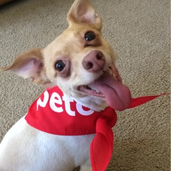 Petco - He looks so happy after his grooming session!!! And not to forget handsome!!! - Pet Stores Near Me - Redondo Beach, California