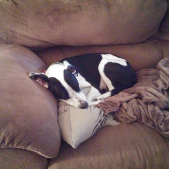Charlie's Place - Tuckered out after a day at Charlie's Place - Pet Sitting Near Me - Reno, Nevada Charlie's Place - Tuckered out after a day at Charlie's Place - Pet Sitting Near Me - Reno, Nevada