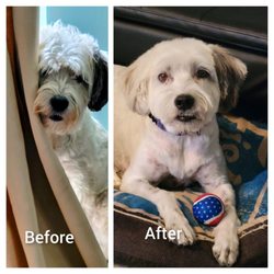 Danielle's Dog Grooming