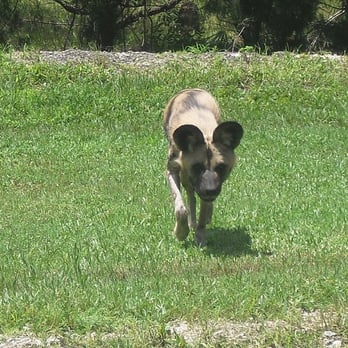 Zoo Miami - Chago, an African wild dog - Zoos Near Me - Miami, Florida Zoo Miami - Chago, an African wild dog - Zoos Near Me - Miami, Florida