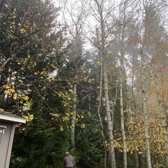 Bridgetown Tree Service - During the removal. - Tree Services Near Me - Portland, Oregon Bridgetown Tree Service - During the removal. - Tree Services Near Me - Portland, Oregon