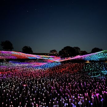 Sensorio - A vast field of color - Art Galleries Near Me - Paso Robles, California