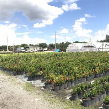 Tadala's Nursery - Nurseries & Gardening Near Me - Southwest Ranches, Florida Tadala's Nursery - Nurseries & Gardening Near Me - Southwest Ranches, Florida