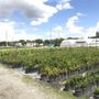 Photo of Tadala's Nursery