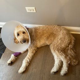 Riley after staying at Emergency Vet Services of Lisle