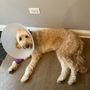 Photo of Emergency Veterinary Services of Lisle