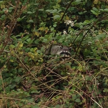 San Bruno Mountain State & County Park - Raccoon midday! - Parks Near Me - Brisbane, California San Bruno Mountain State & County Park - Raccoon midday! - Parks Near Me - Brisbane, California