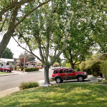 Guzman Tree Service - Finished work with four trees trimmed - Tree Services Near Me - Cotati, California Guzman Tree Service - Finished work with four trees trimmed - Tree Services Near Me - Cotati, California