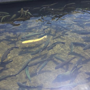 Mojave River State Fish Hatchery - Gold one! - Public Services & Government Near Me - Victorville, California Mojave River State Fish Hatchery - Gold one! - Public Services & Government Near Me - Victorville, California