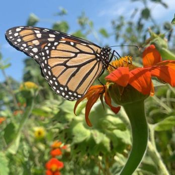 Lannon Sunflower Farm - We found many butterflies all around the Farm. - Pick Your Own Farms Near Me - Lannon, Wisconsin Lannon Sunflower Farm - We found many butterflies all around the Farm. - Pick Your Own Farms Near Me - Lannon, Wisconsin