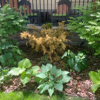 City Floral - One of the dead evergreen shrubs - Nurseries & Gardening Near Me - Denver, Colorado City Floral - One of the dead evergreen shrubs - Nurseries & Gardening Near Me - Denver, Colorado
