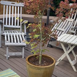 The Potted Gardens