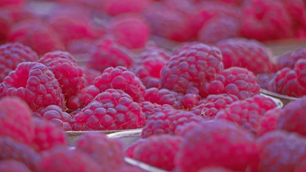 Hollywood Farmers Market by null