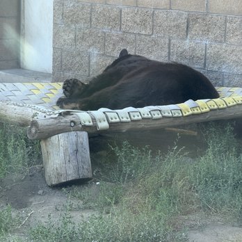 Big Bear Alpine Zoo - Black Bear - Zoos Near Me - Big Bear Lake, California Big Bear Alpine Zoo - Black Bear - Zoos Near Me - Big Bear Lake, California