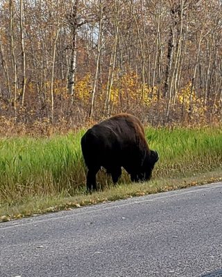 Elk Island National Park by null