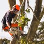 Photo of Doss Tree Service
