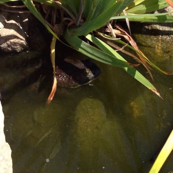 CSUN Pond - Can you see me? I'm a frog - Parks Near Me - Los Angeles, California CSUN Pond - Can you see me? I'm a frog - Parks Near Me - Los Angeles, California