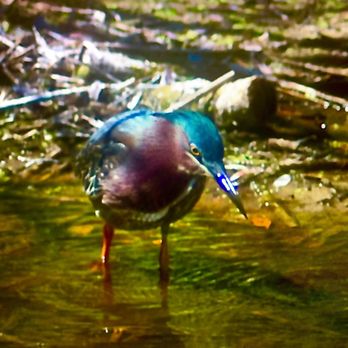 Huntington Beach State Park - Green Heron - Parks Near Me - Murrells Inlet, South Carolina