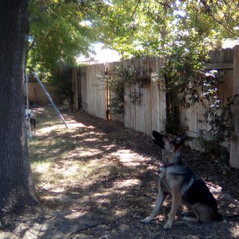 Dog Crossing - Chasing squirrels! - Pet Sitting Near Me Dog Crossing - Chasing squirrels! - Pet Sitting Near Me