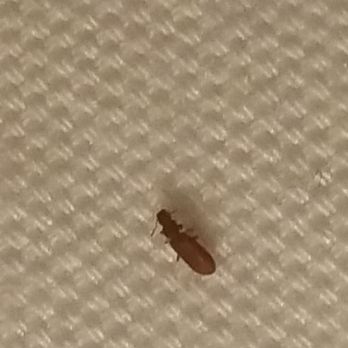 Tysons Corner Marriott - Bed bug found on bed. - Hotels Near Me - Tysons Corner, Virginia Tysons Corner Marriott - Bed bug found on bed. - Hotels Near Me - Tysons Corner, Virginia