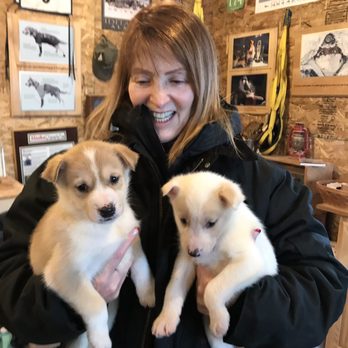 AK Sled Dog Tours - Sledding Near Me - Talkeetna, Alaska AK Sled Dog Tours - Sledding Near Me - Talkeetna, Alaska